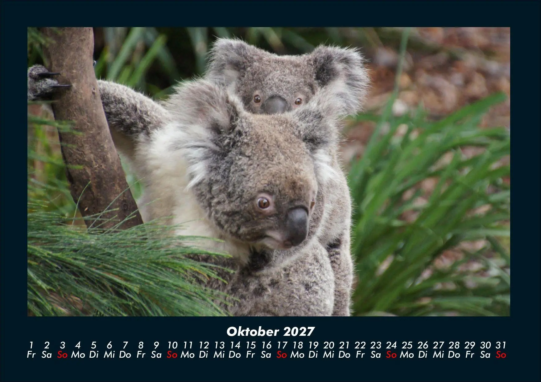 Bild: 9783695439669 | Koala 2027 Fotokalender DIN A4 | Tobias Schmitt (u. a.) | Kalender