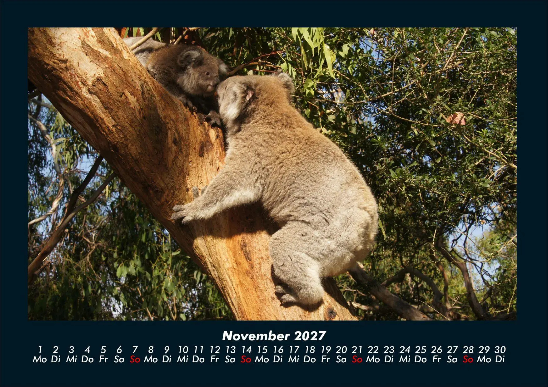 Bild: 9783695439669 | Koala 2027 Fotokalender DIN A4 | Tobias Schmitt (u. a.) | Kalender