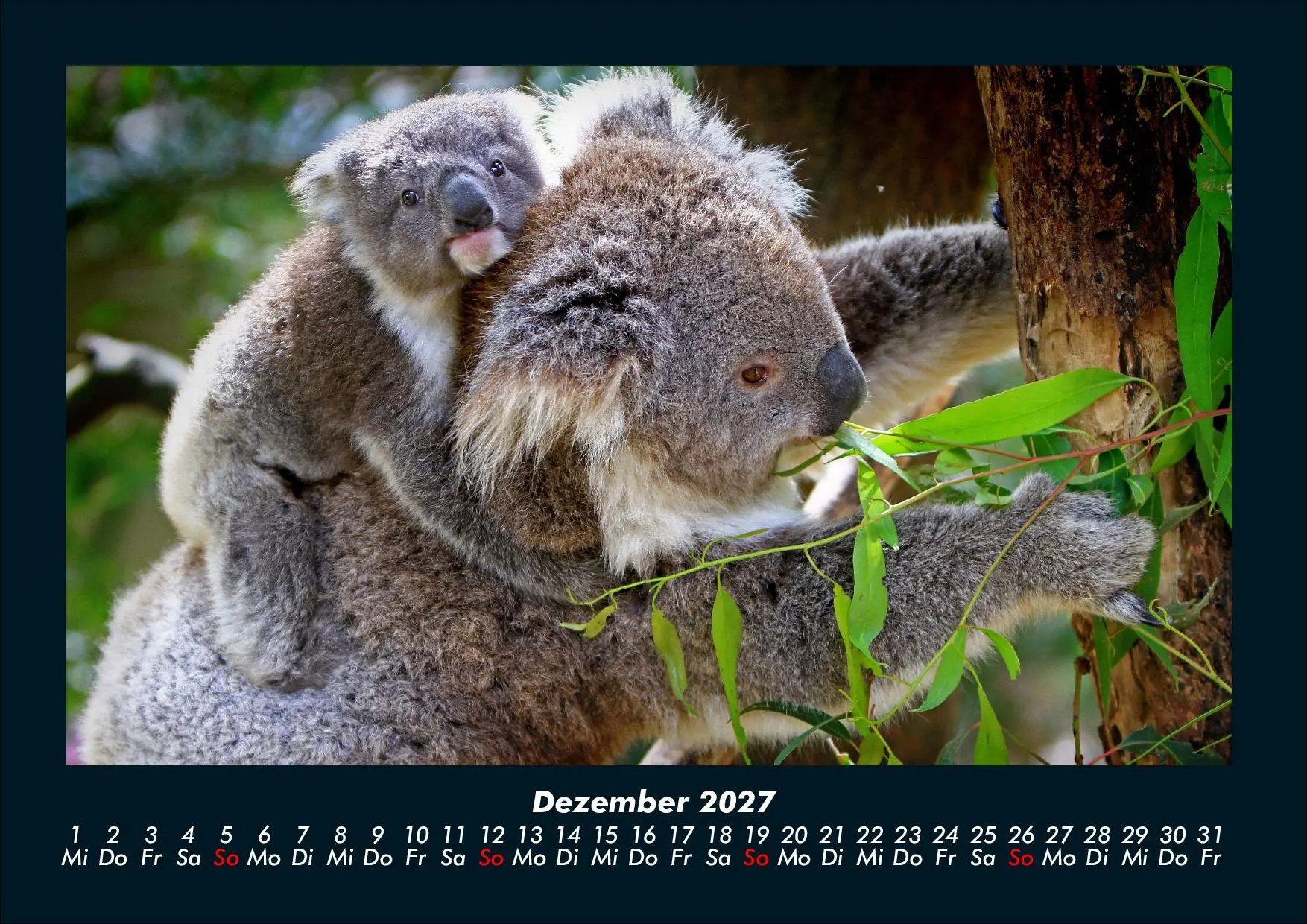 Bild: 9783695439669 | Koala 2027 Fotokalender DIN A4 | Tobias Schmitt (u. a.) | Kalender