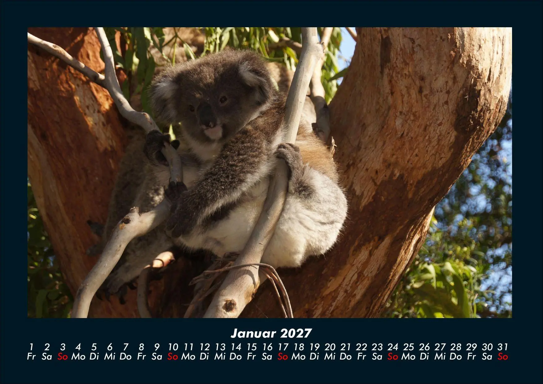 Bild: 9783695439669 | Koala 2027 Fotokalender DIN A4 | Tobias Schmitt (u. a.) | Kalender