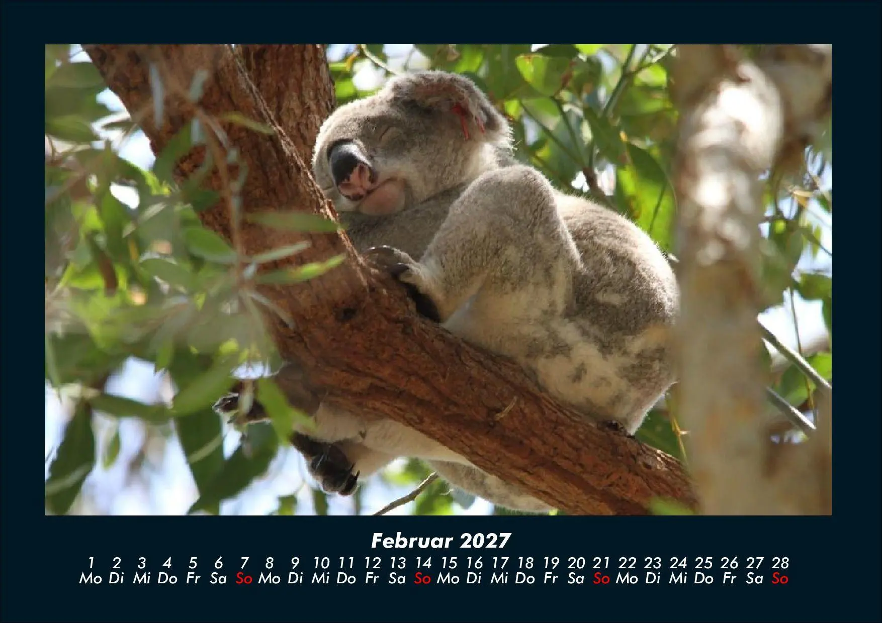 Bild: 9783695439669 | Koala 2027 Fotokalender DIN A4 | Tobias Schmitt (u. a.) | Kalender