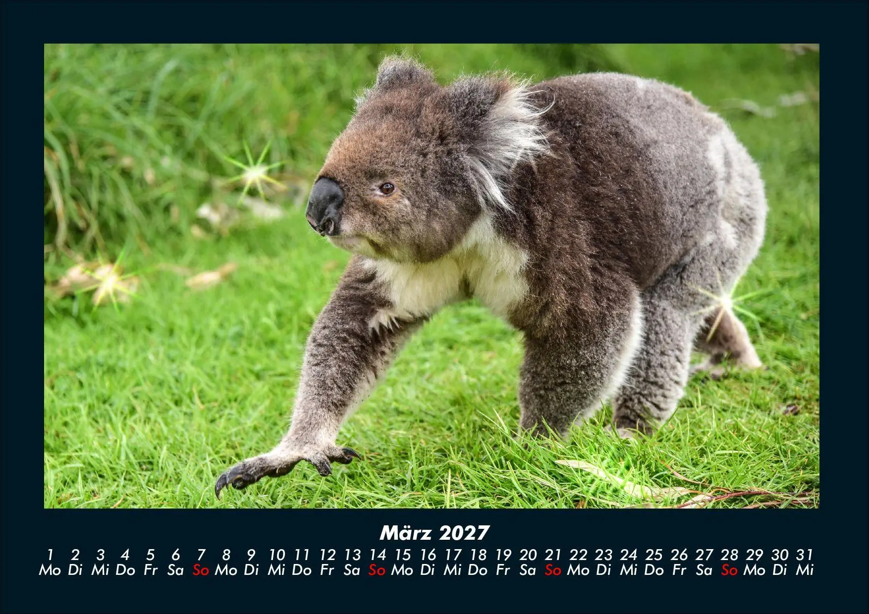 Bild: 9783695439669 | Koala 2027 Fotokalender DIN A4 | Tobias Schmitt (u. a.) | Kalender