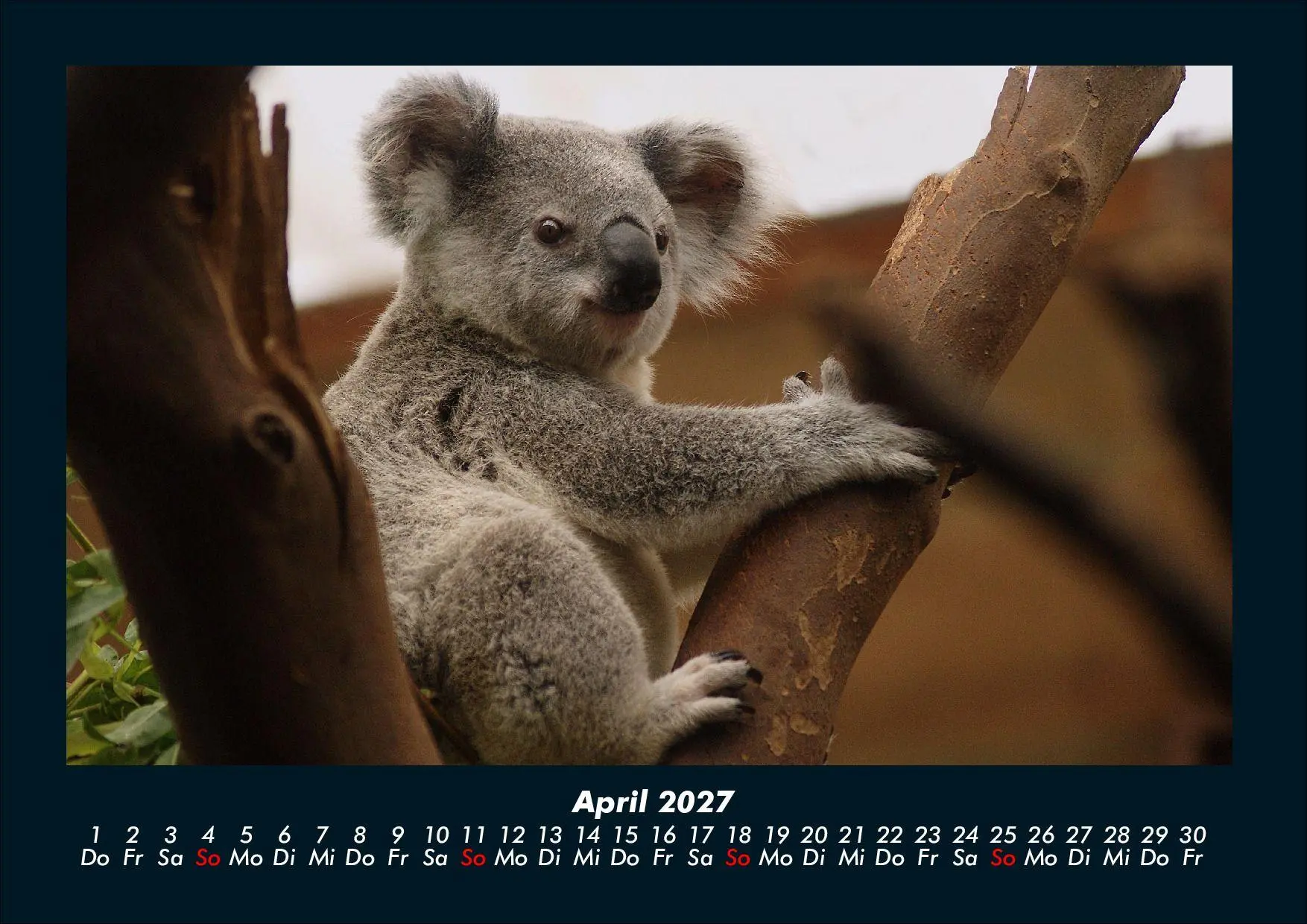 Bild: 9783695439669 | Koala 2027 Fotokalender DIN A4 | Tobias Schmitt (u. a.) | Kalender
