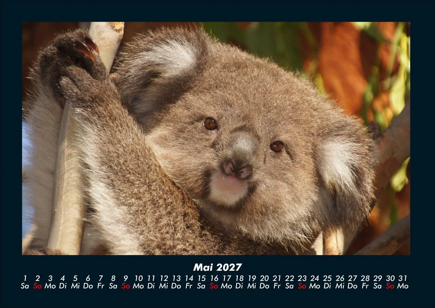 Bild: 9783695439669 | Koala 2027 Fotokalender DIN A4 | Tobias Schmitt (u. a.) | Kalender