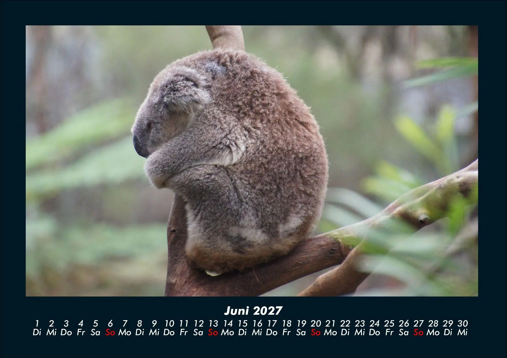 Bild: 9783695439669 | Koala 2027 Fotokalender DIN A4 | Tobias Schmitt (u. a.) | Kalender