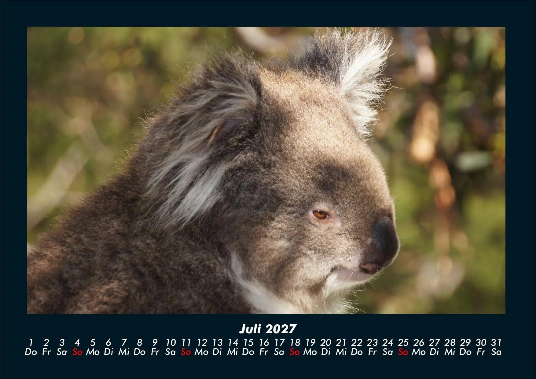 Bild: 9783695439669 | Koala 2027 Fotokalender DIN A4 | Tobias Schmitt (u. a.) | Kalender