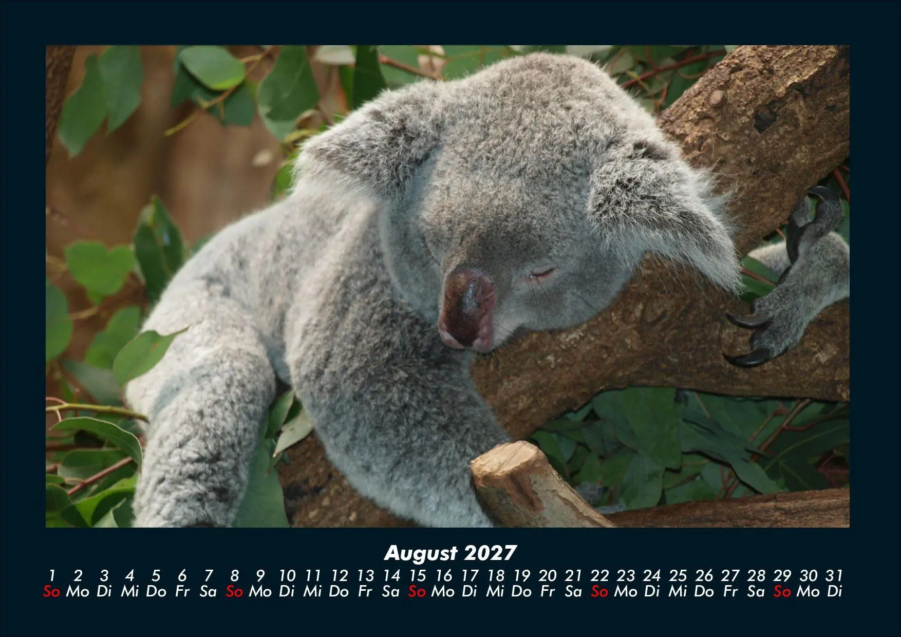 Bild: 9783695439669 | Koala 2027 Fotokalender DIN A4 | Tobias Schmitt (u. a.) | Kalender