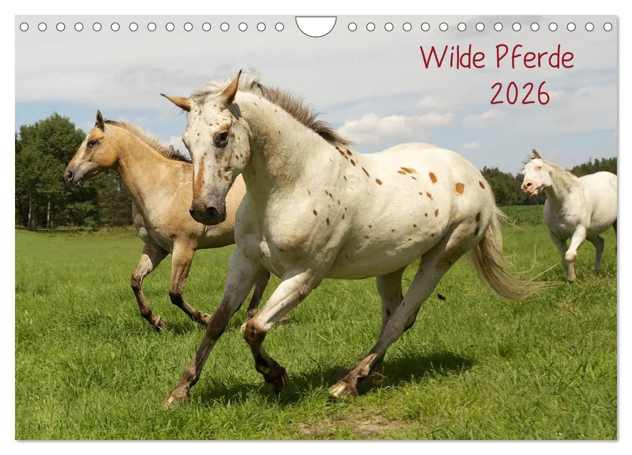 Cover: 9783516229769 | Wilde Pferde (Wandkalender 2026 DIN A4 quer), CALVENDO Monatskalender