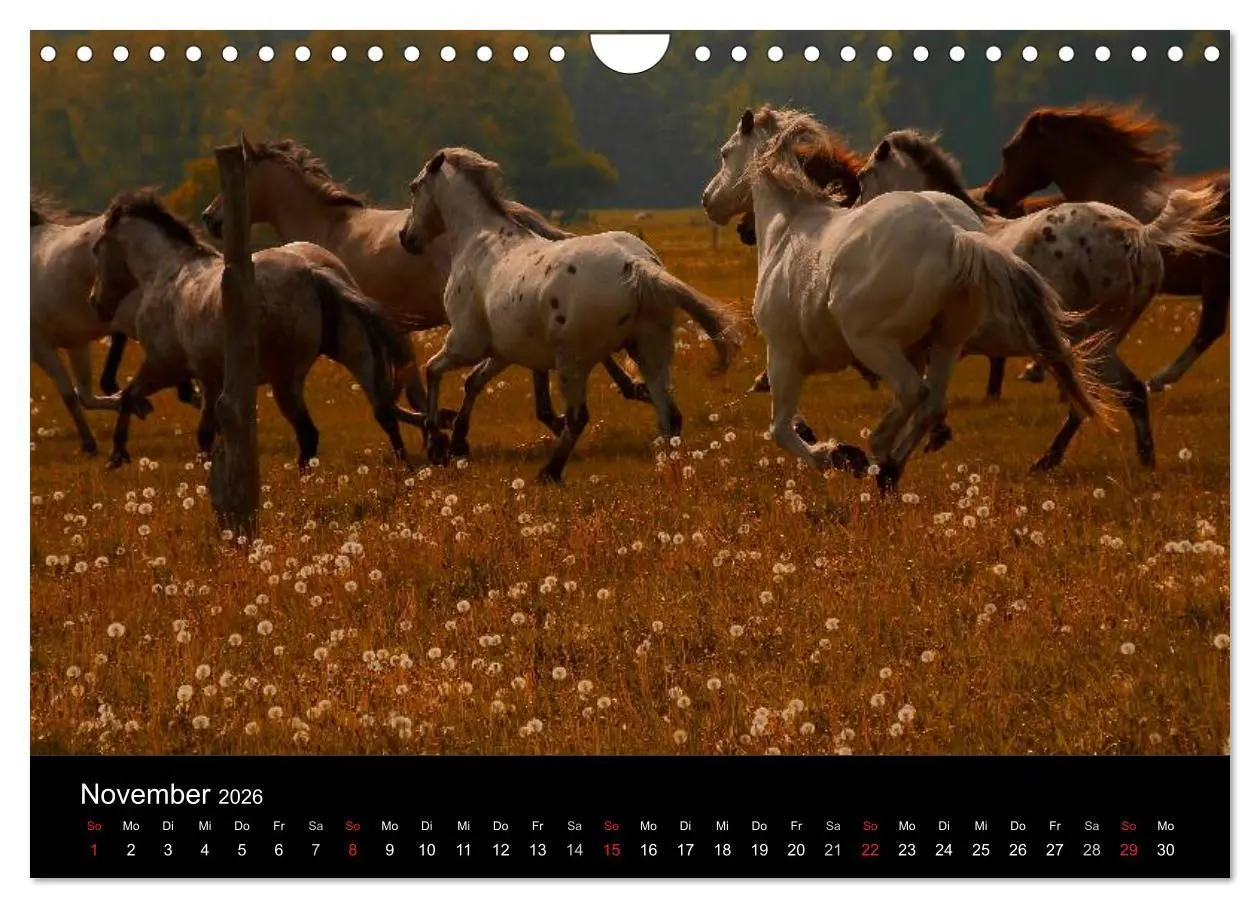 Bild: 9783516229769 | Wilde Pferde (Wandkalender 2026 DIN A4 quer), CALVENDO Monatskalender
