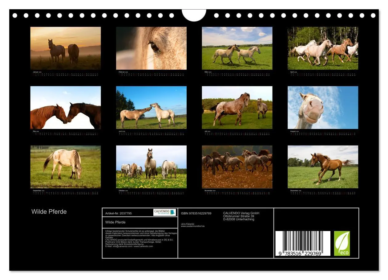 Bild: 9783516229769 | Wilde Pferde (Wandkalender 2026 DIN A4 quer), CALVENDO Monatskalender