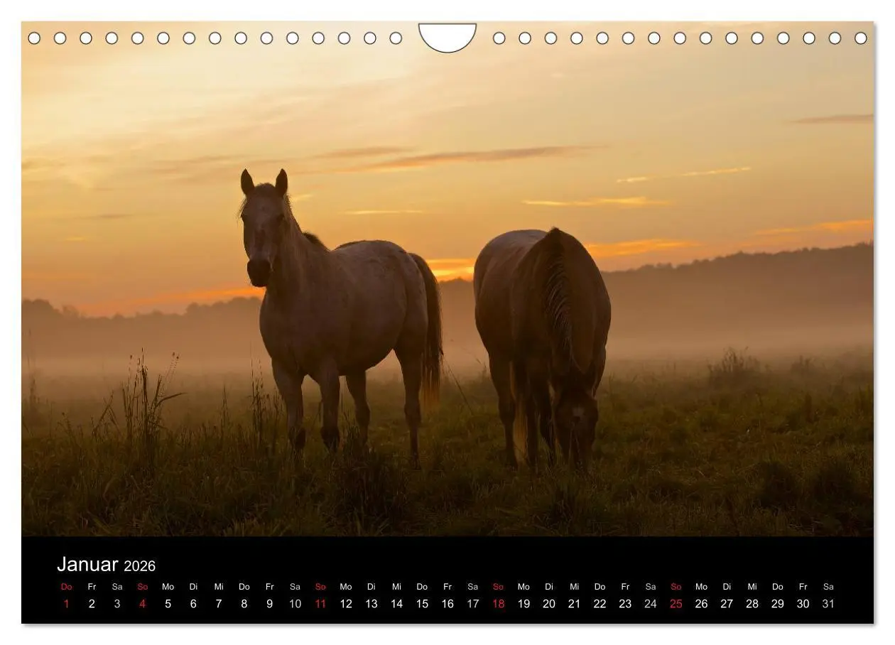 Bild: 9783516229769 | Wilde Pferde (Wandkalender 2026 DIN A4 quer), CALVENDO Monatskalender