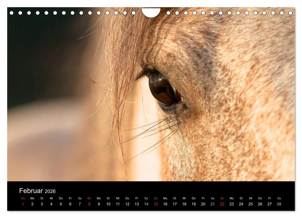 Bild: 9783516229769 | Wilde Pferde (Wandkalender 2026 DIN A4 quer), CALVENDO Monatskalender