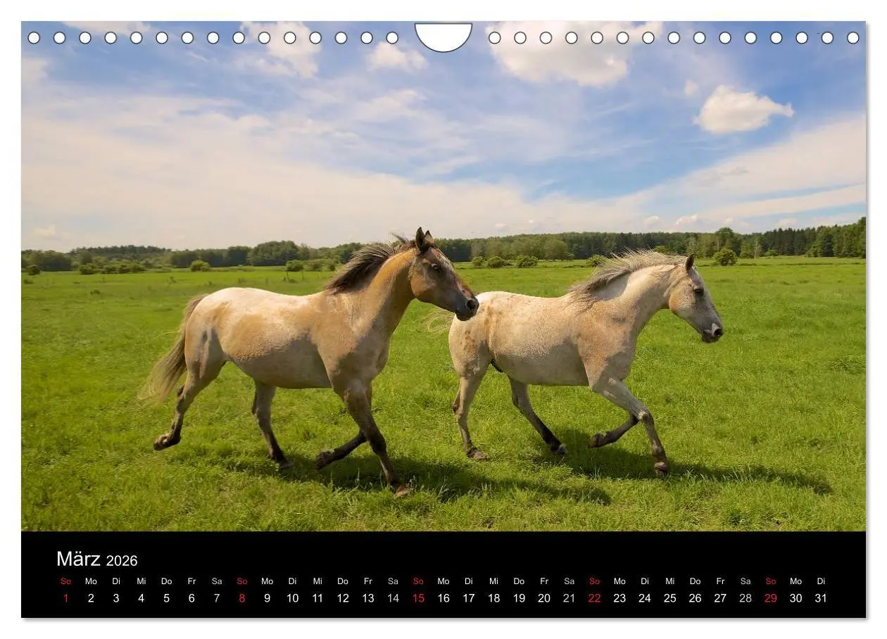 Bild: 9783516229769 | Wilde Pferde (Wandkalender 2026 DIN A4 quer), CALVENDO Monatskalender