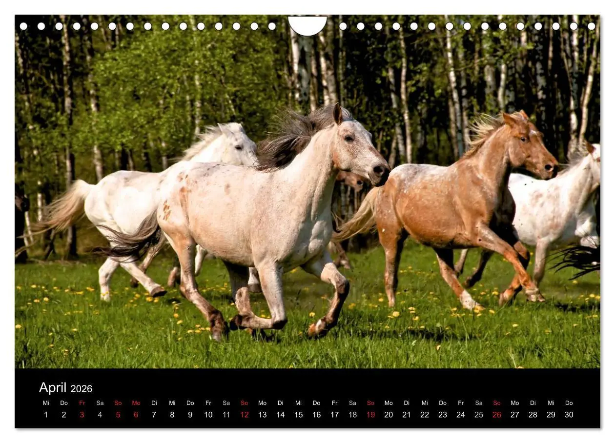 Bild: 9783516229769 | Wilde Pferde (Wandkalender 2026 DIN A4 quer), CALVENDO Monatskalender