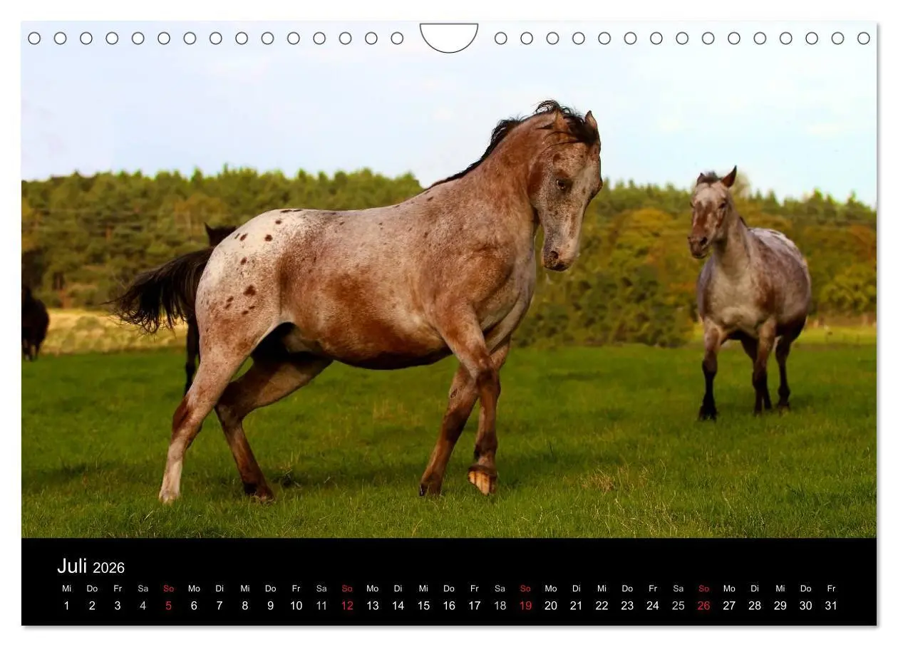 Bild: 9783516229769 | Wilde Pferde (Wandkalender 2026 DIN A4 quer), CALVENDO Monatskalender