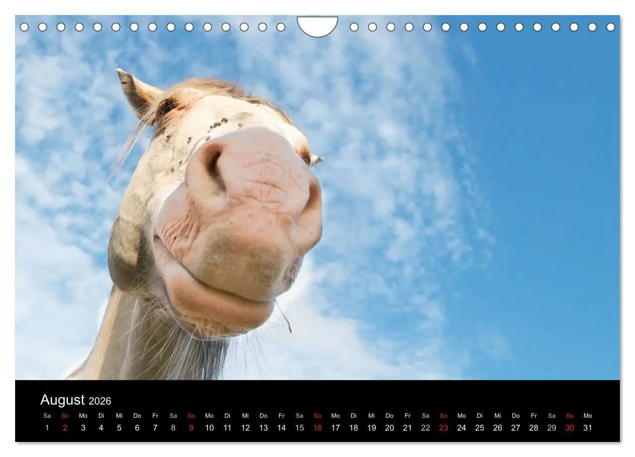 Bild: 9783516229769 | Wilde Pferde (Wandkalender 2026 DIN A4 quer), CALVENDO Monatskalender