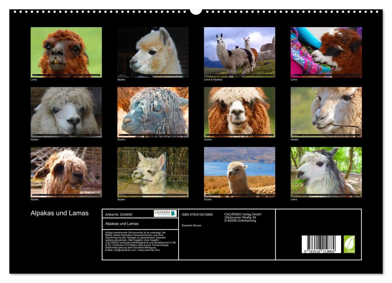 Bild: 9783516219869 | Alpakas und Lamas (hochwertiger Premium Wandkalender 2026 DIN A2...
