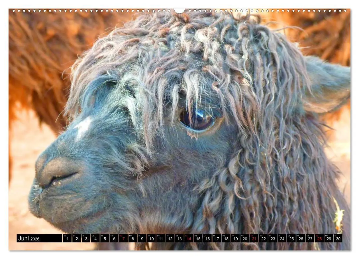 Bild: 9783516219869 | Alpakas und Lamas (hochwertiger Premium Wandkalender 2026 DIN A2...