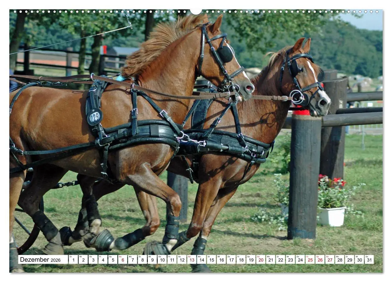 Bild: 9783457429969 | Faszination Fahrsport - Zweispänner im Galopp durch den Parcour...