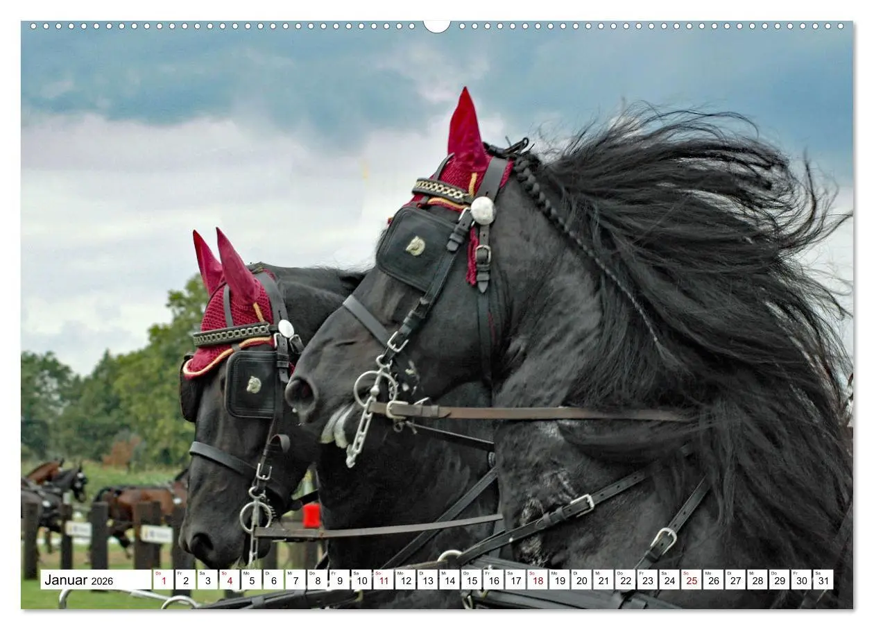Bild: 9783457429969 | Faszination Fahrsport - Zweispänner im Galopp durch den Parcour...