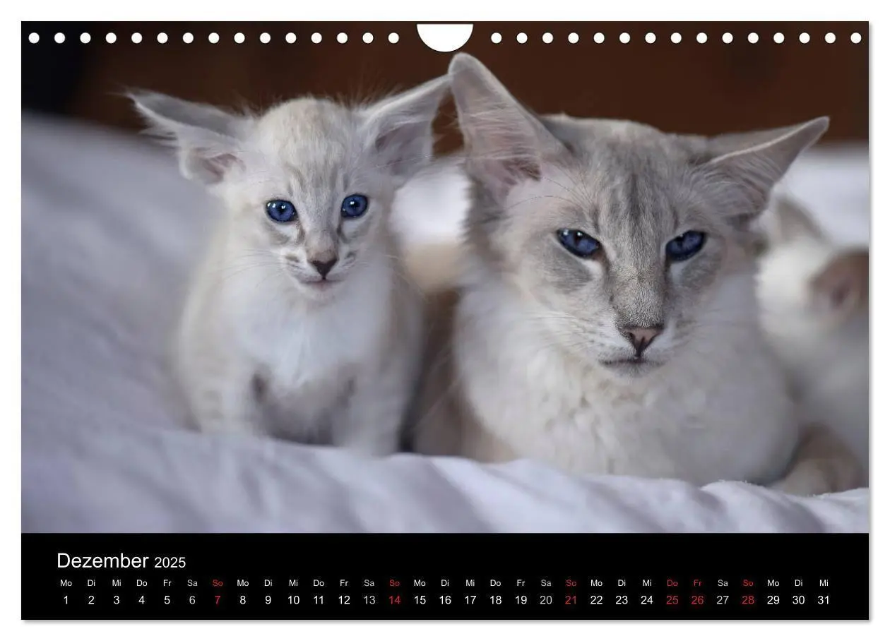 Bild: 9783435730070 | Orientalische Katzen (Wandkalender 2025 DIN A4 quer), CALVENDO...