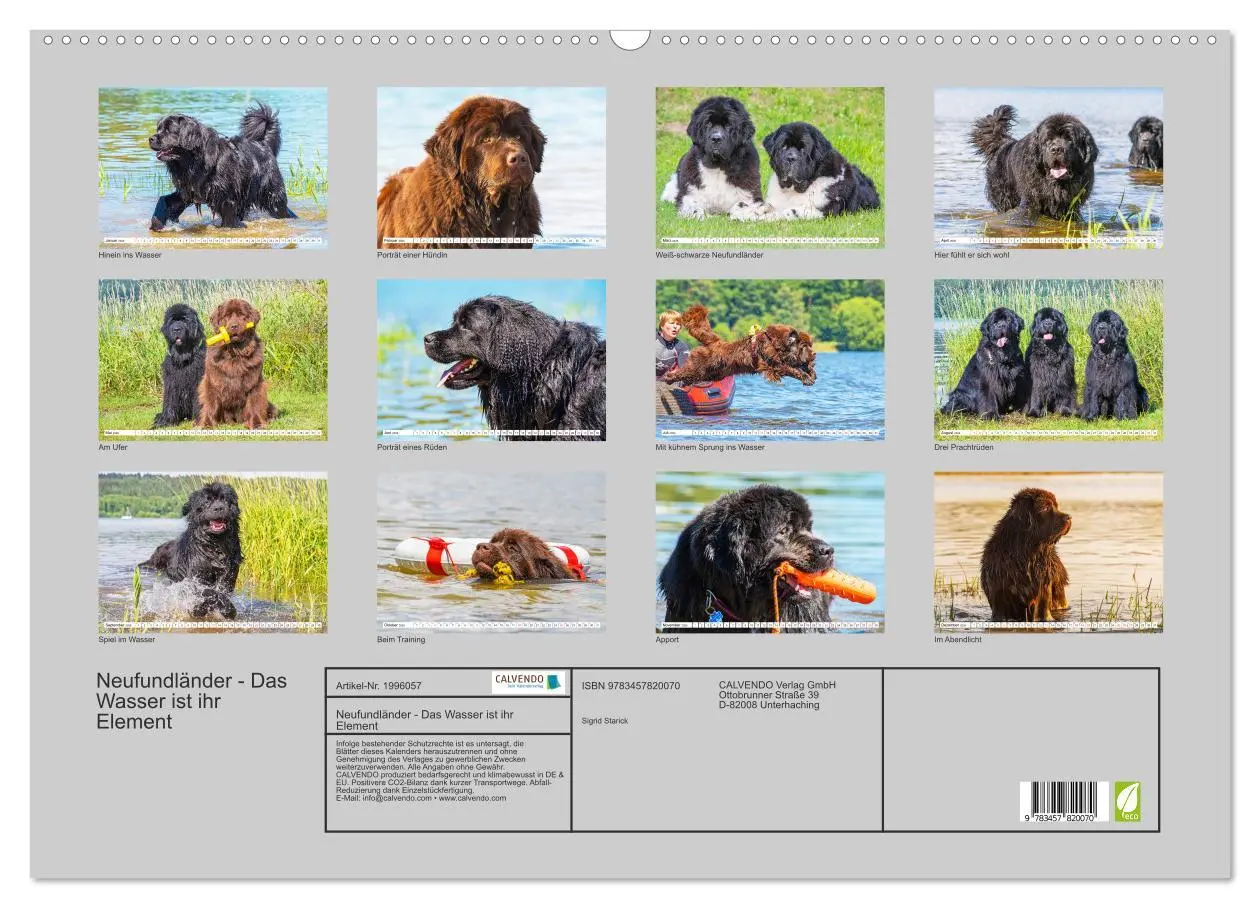 Bild: 9783457820070 | Neufundländer - Das Wasser ist ihr Element (Wandkalender 2026 DIN...