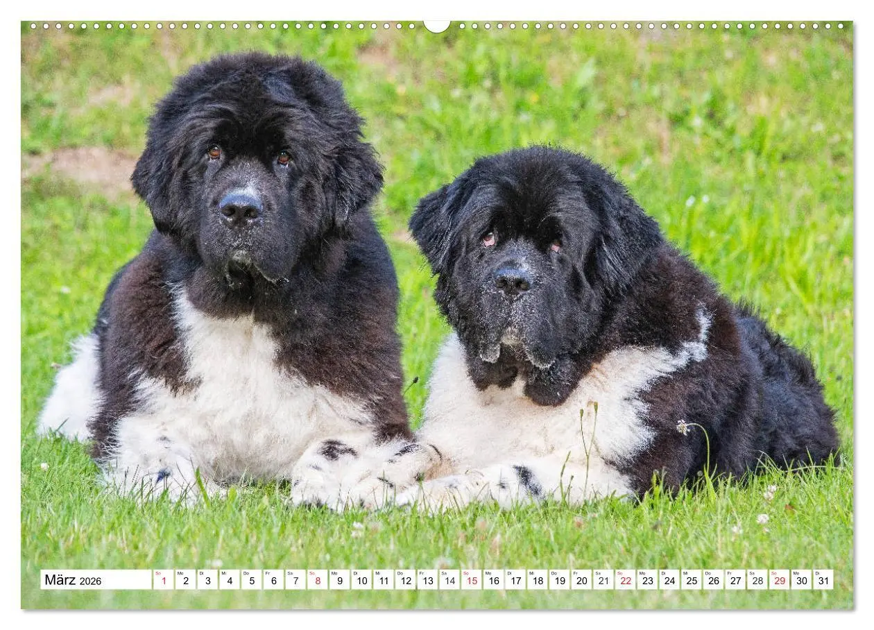 Bild: 9783457820070 | Neufundländer - Das Wasser ist ihr Element (Wandkalender 2026 DIN...