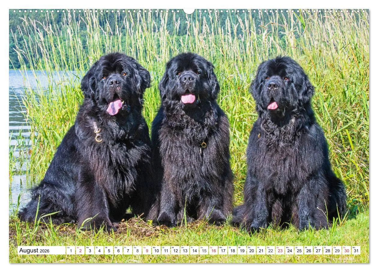 Bild: 9783457820070 | Neufundländer - Das Wasser ist ihr Element (Wandkalender 2026 DIN...