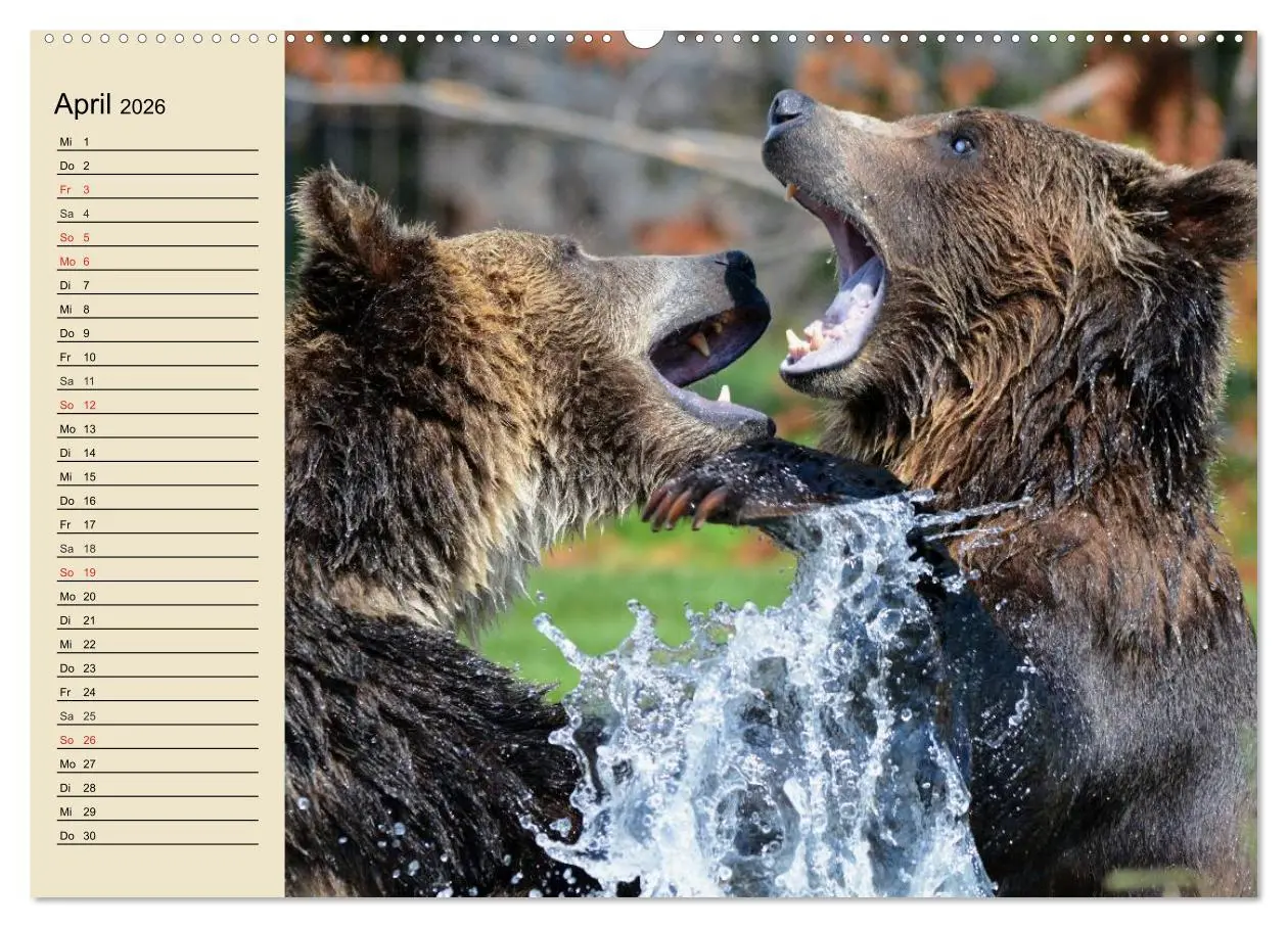 Bild: 9783457990070 | Bären (hochwertiger Premium Wandkalender 2026 DIN A2 quer),...