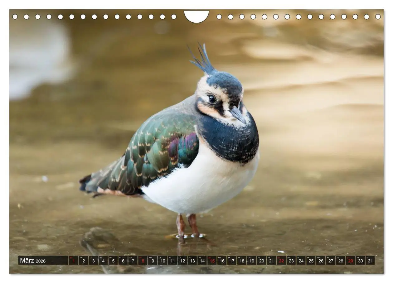 Bild: 9783516220070 | Pellworm 2026 (Wandkalender 2026 DIN A4 quer), CALVENDO Monatskalender