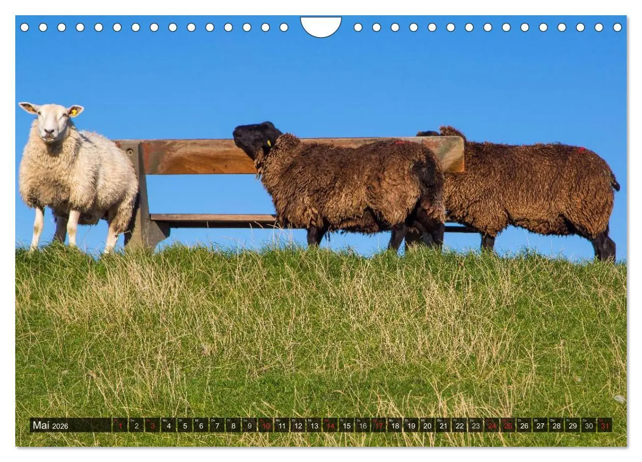 Bild: 9783516220070 | Pellworm 2026 (Wandkalender 2026 DIN A4 quer), CALVENDO Monatskalender