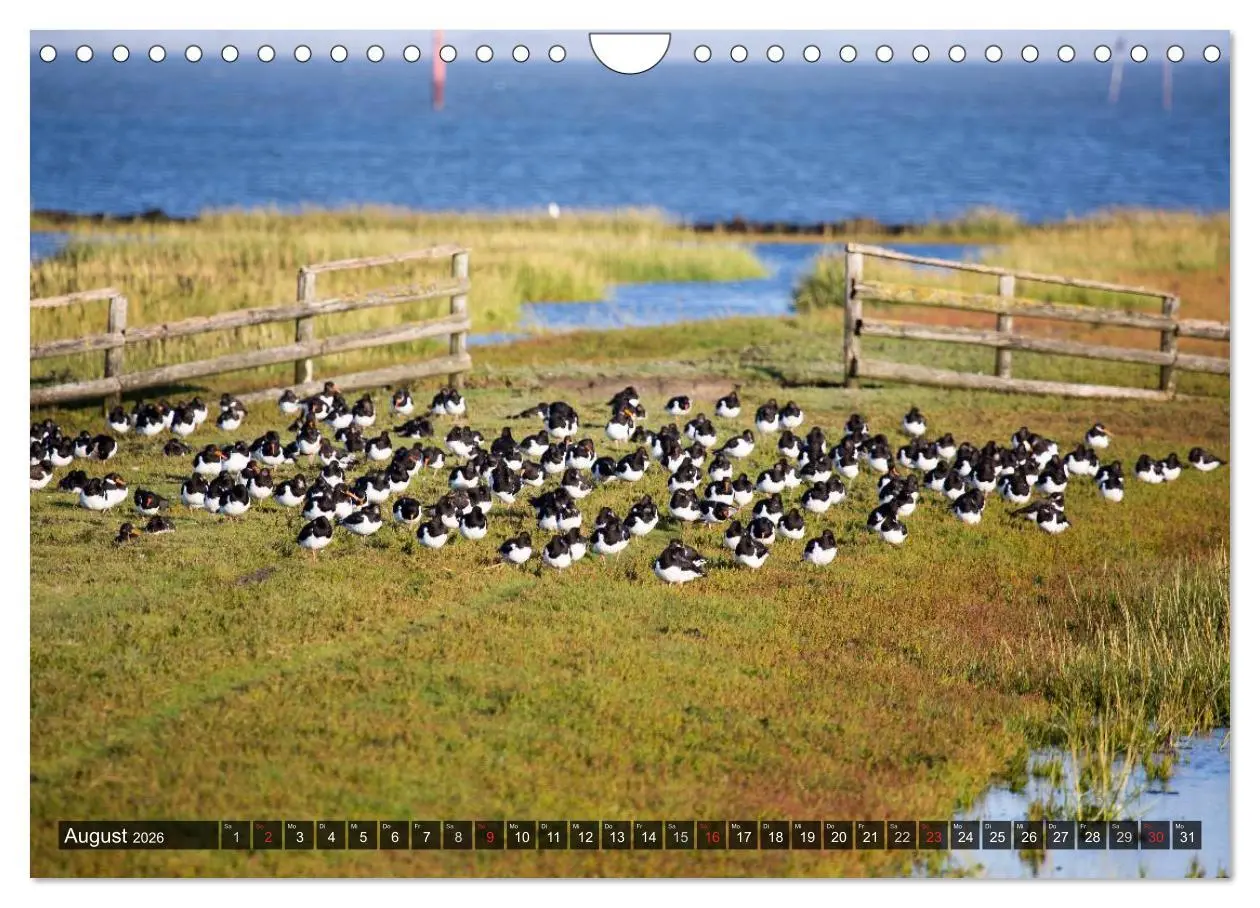 Bild: 9783516220070 | Pellworm 2026 (Wandkalender 2026 DIN A4 quer), CALVENDO Monatskalender