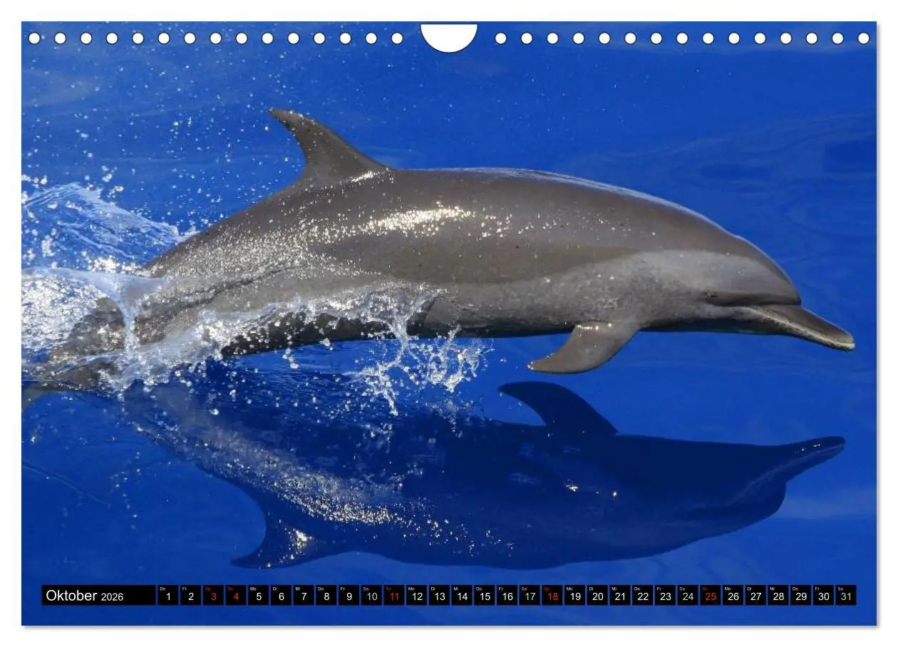 Bild: 9783516140170 | Delfine und Wale (Wandkalender 2026 DIN A4 quer), CALVENDO...