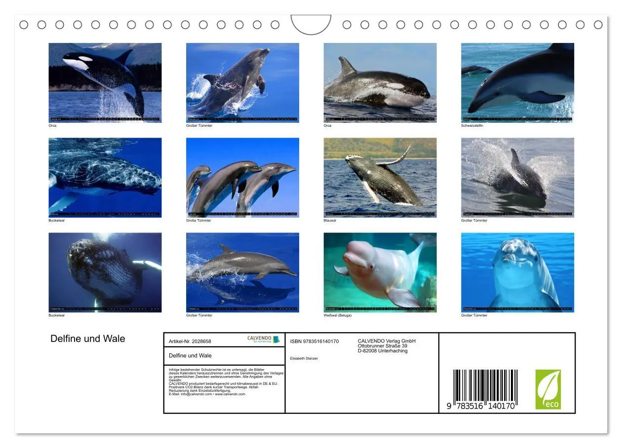 Bild: 9783516140170 | Delfine und Wale (Wandkalender 2026 DIN A4 quer), CALVENDO...