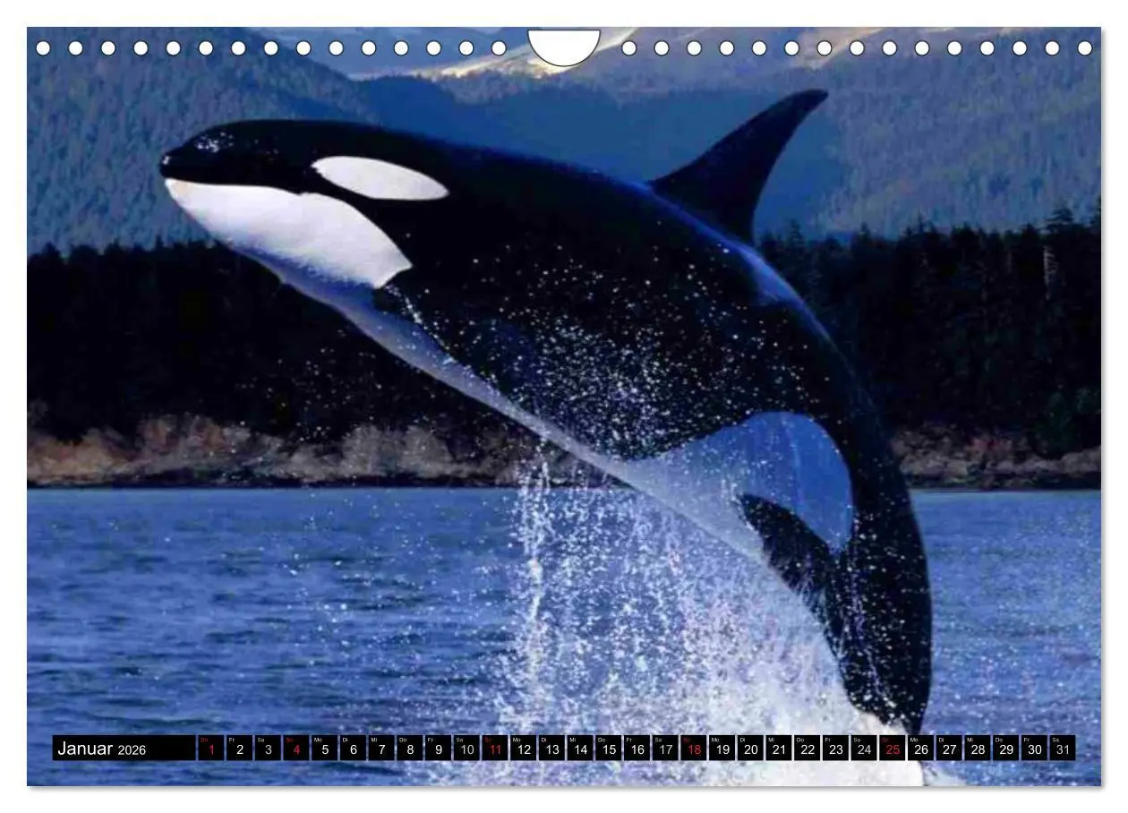 Bild: 9783516140170 | Delfine und Wale (Wandkalender 2026 DIN A4 quer), CALVENDO...