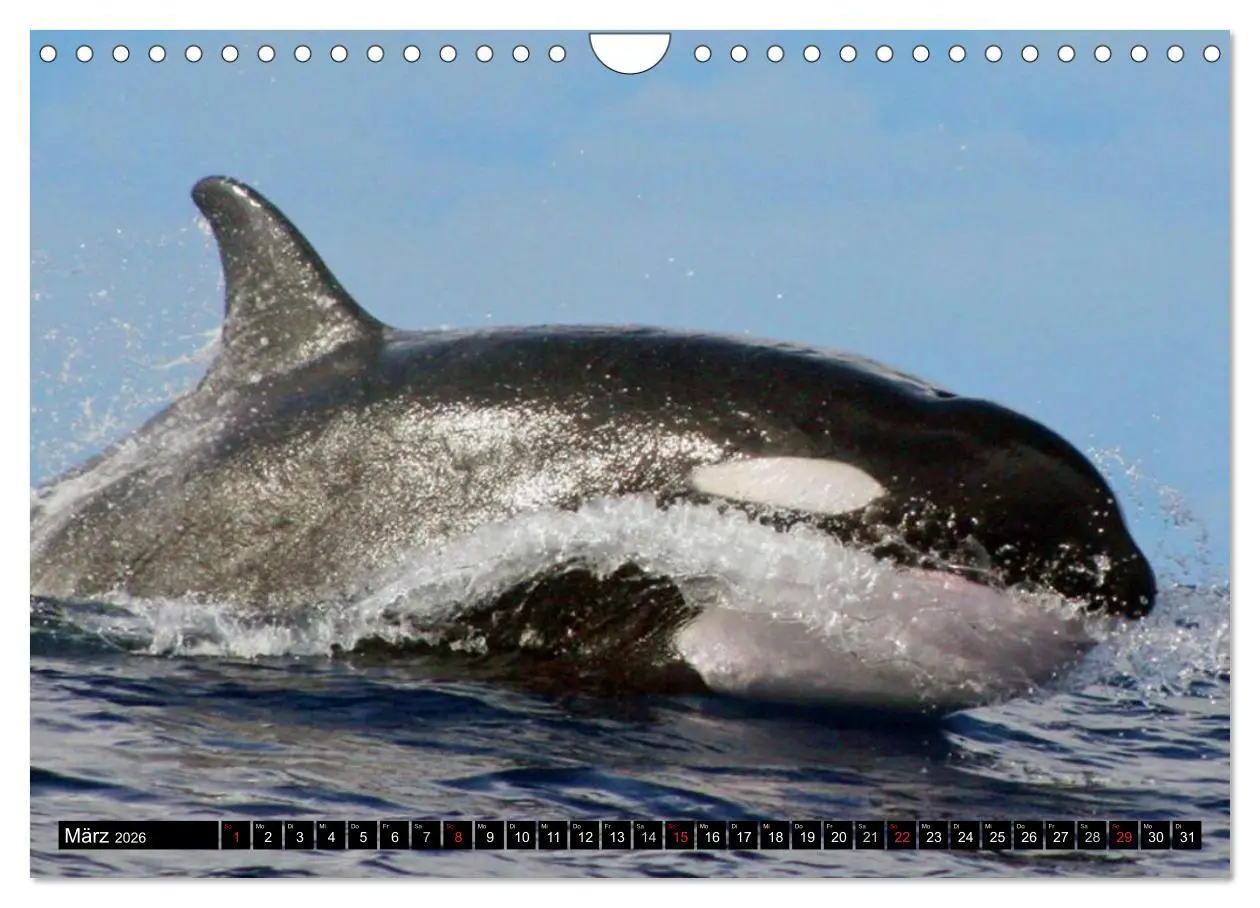 Bild: 9783516140170 | Delfine und Wale (Wandkalender 2026 DIN A4 quer), CALVENDO...