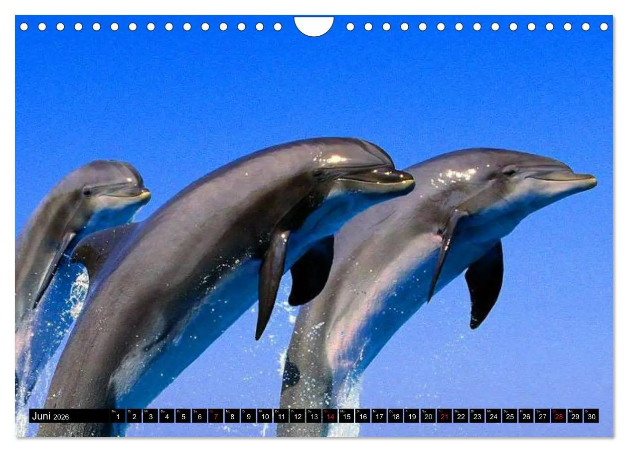 Bild: 9783516140170 | Delfine und Wale (Wandkalender 2026 DIN A4 quer), CALVENDO...