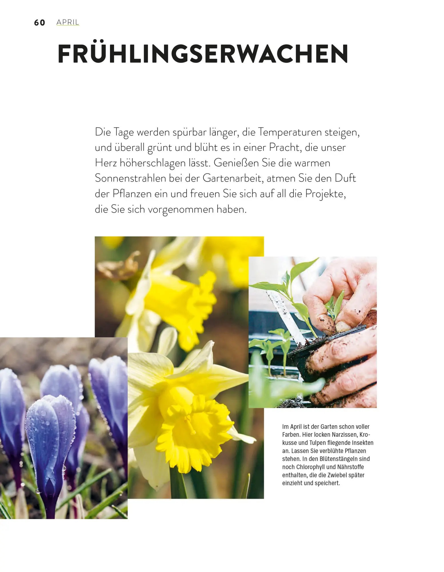 Bild: 9783747110270 | Das große Gartenjahr-Buch | Stiftung Warentest | Taschenbuch | 224 S.