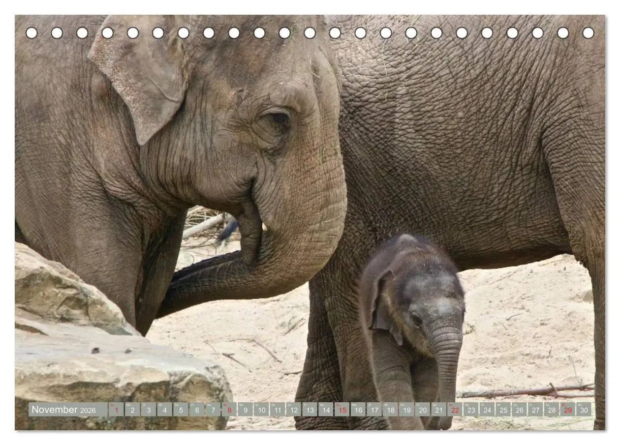 Bild: 9783457960370 | Asiatische und afrikanische Elefanten (Tischkalender 2026 DIN A5...