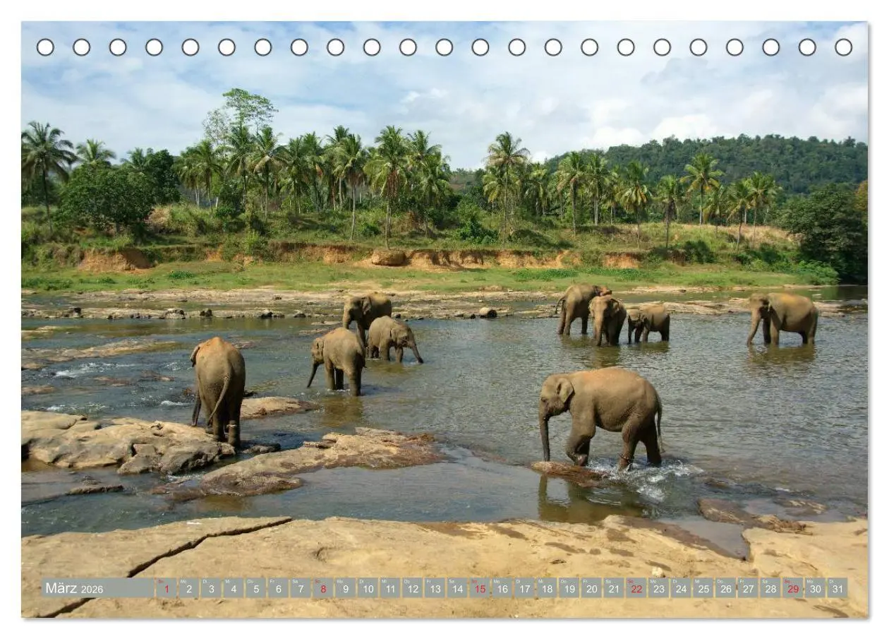 Bild: 9783457960370 | Asiatische und afrikanische Elefanten (Tischkalender 2026 DIN A5...