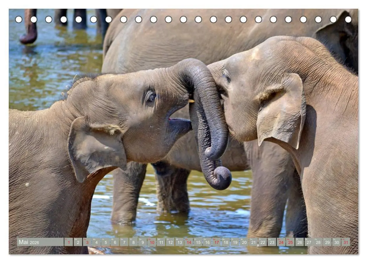 Bild: 9783457960370 | Asiatische und afrikanische Elefanten (Tischkalender 2026 DIN A5...
