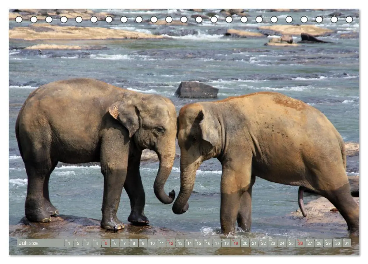Bild: 9783457960370 | Asiatische und afrikanische Elefanten (Tischkalender 2026 DIN A5...