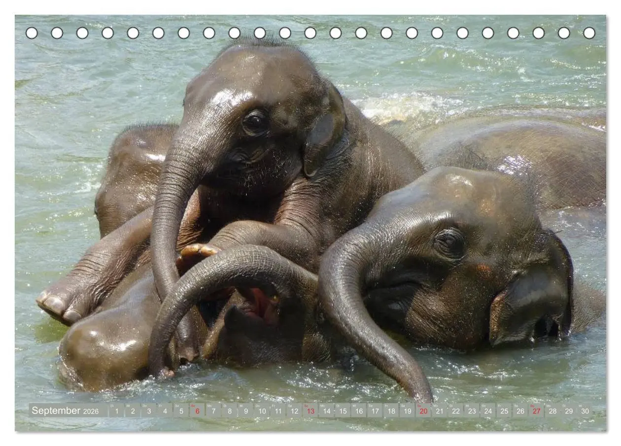 Bild: 9783457960370 | Asiatische und afrikanische Elefanten (Tischkalender 2026 DIN A5...