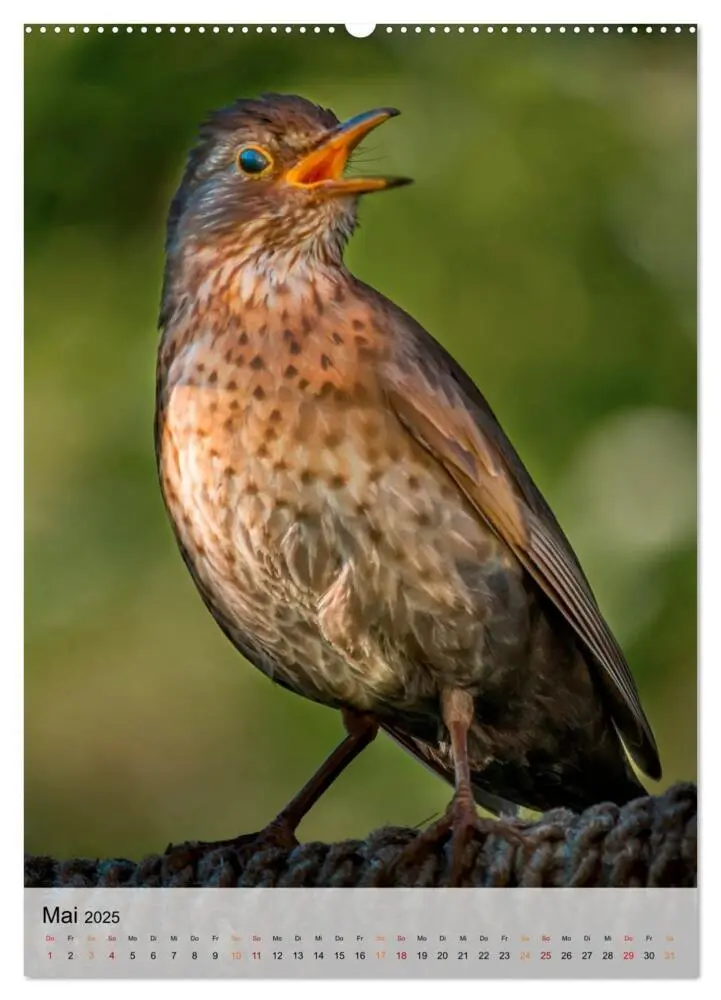 Bild: 9783435930470 | Vögel - gefiederte Freunde in unserer Natur (Wandkalender 2025 DIN...