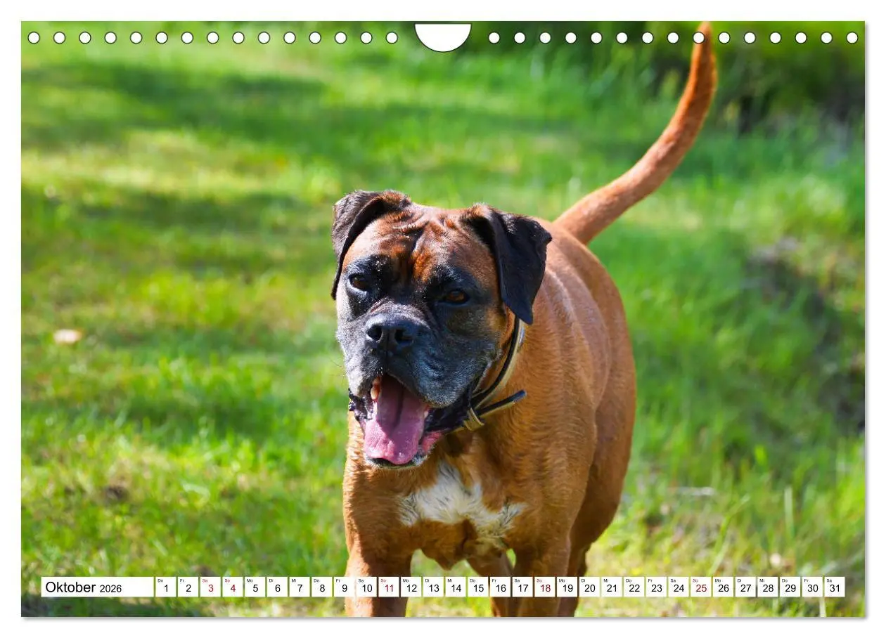 Bild: 9783457570470 | Muskelprotz Boxer (Wandkalender 2026 DIN A4 quer), CALVENDO...