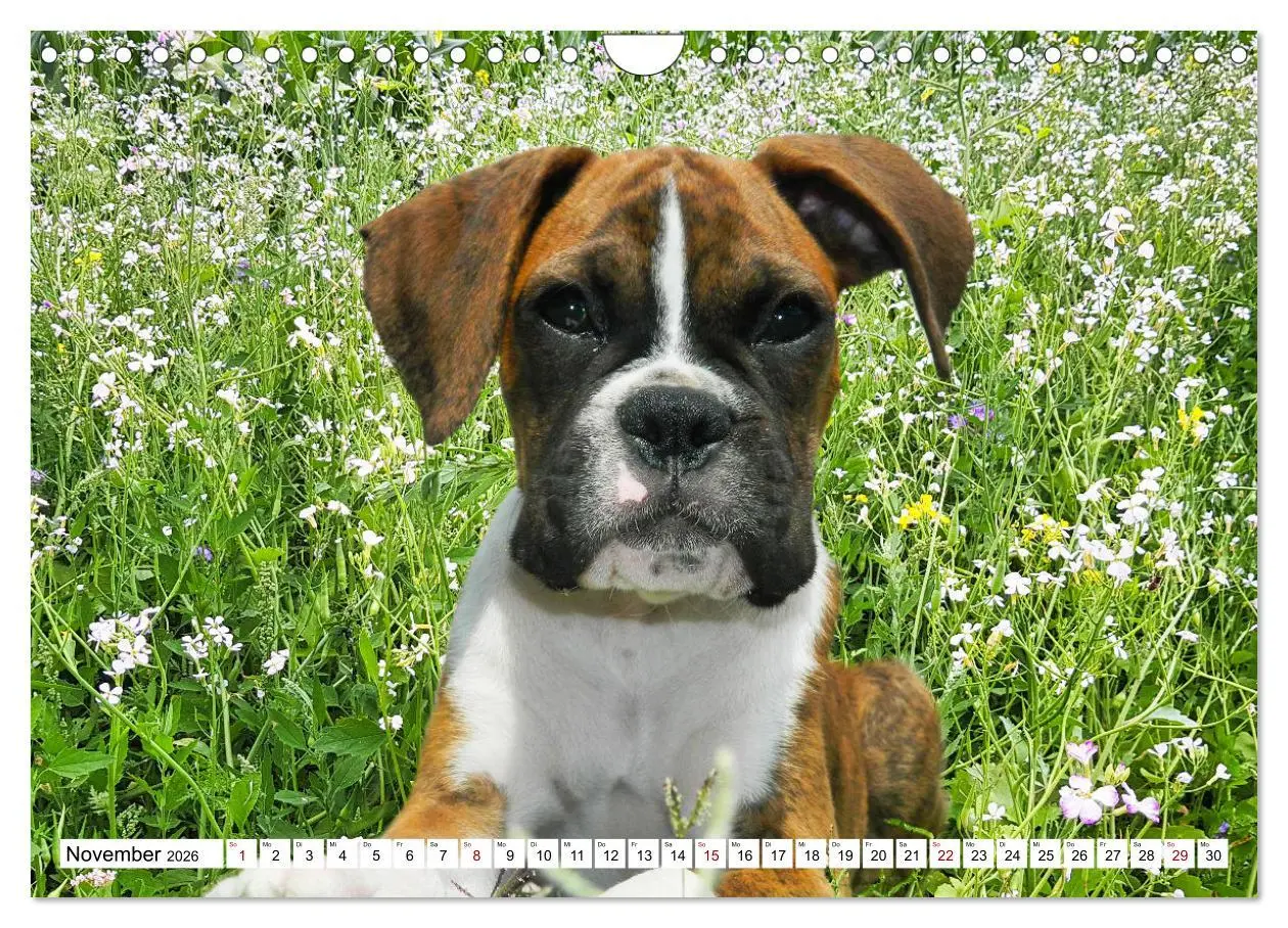 Bild: 9783457570470 | Muskelprotz Boxer (Wandkalender 2026 DIN A4 quer), CALVENDO...