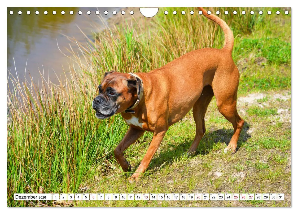 Bild: 9783457570470 | Muskelprotz Boxer (Wandkalender 2026 DIN A4 quer), CALVENDO...