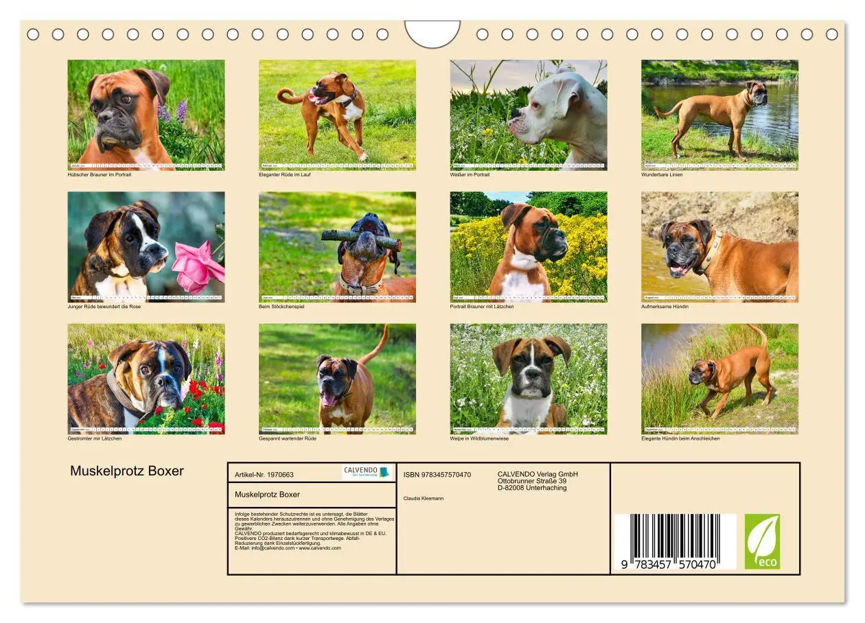 Bild: 9783457570470 | Muskelprotz Boxer (Wandkalender 2026 DIN A4 quer), CALVENDO...