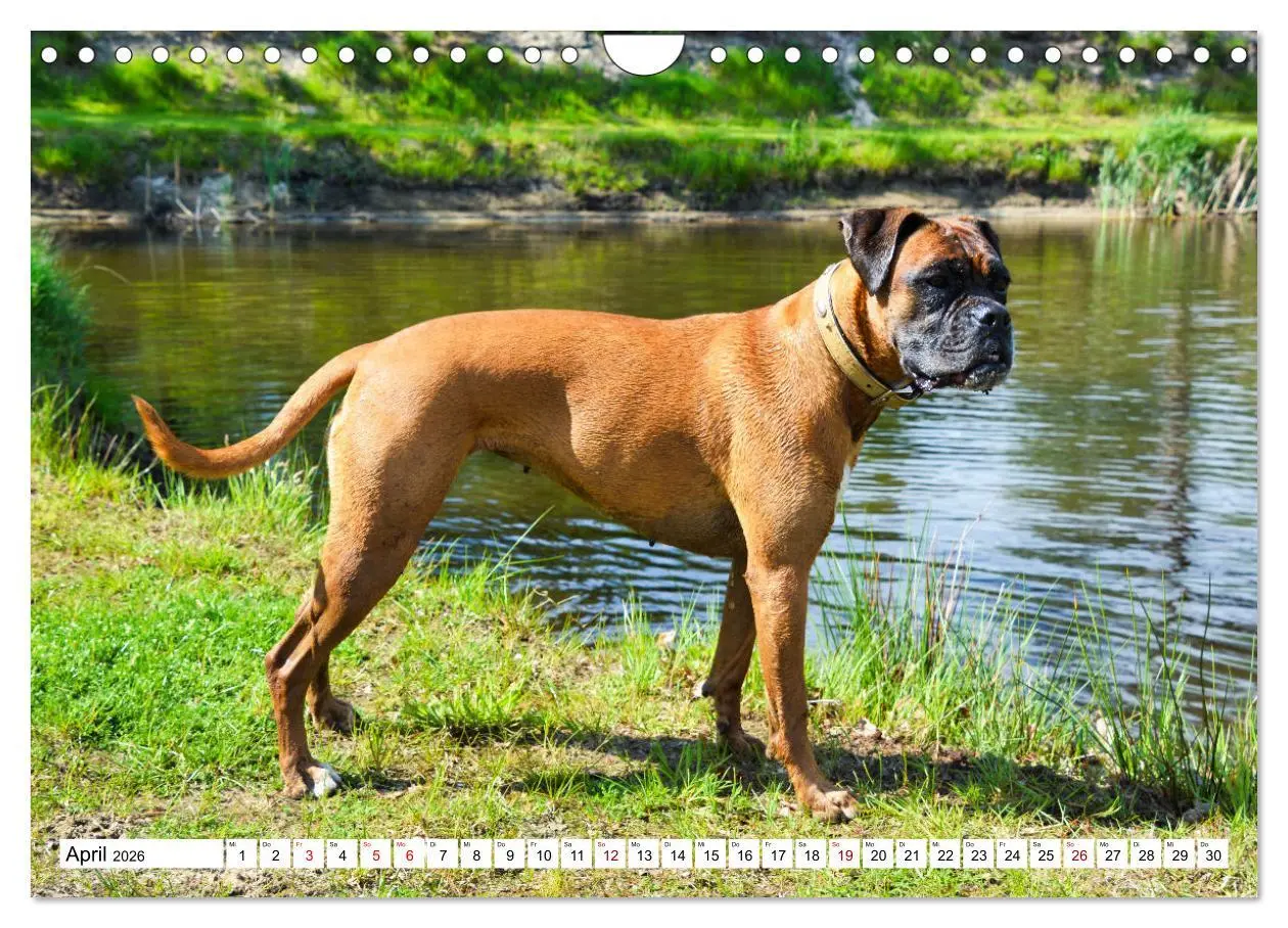 Bild: 9783457570470 | Muskelprotz Boxer (Wandkalender 2026 DIN A4 quer), CALVENDO...
