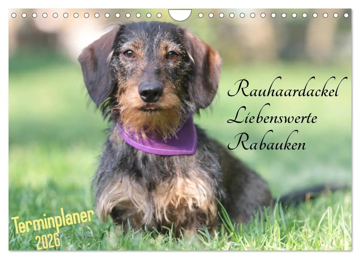 Cover: 9783457880470 | Familienplaner - Liebenswerte Rabauken - Rauhaardackel...